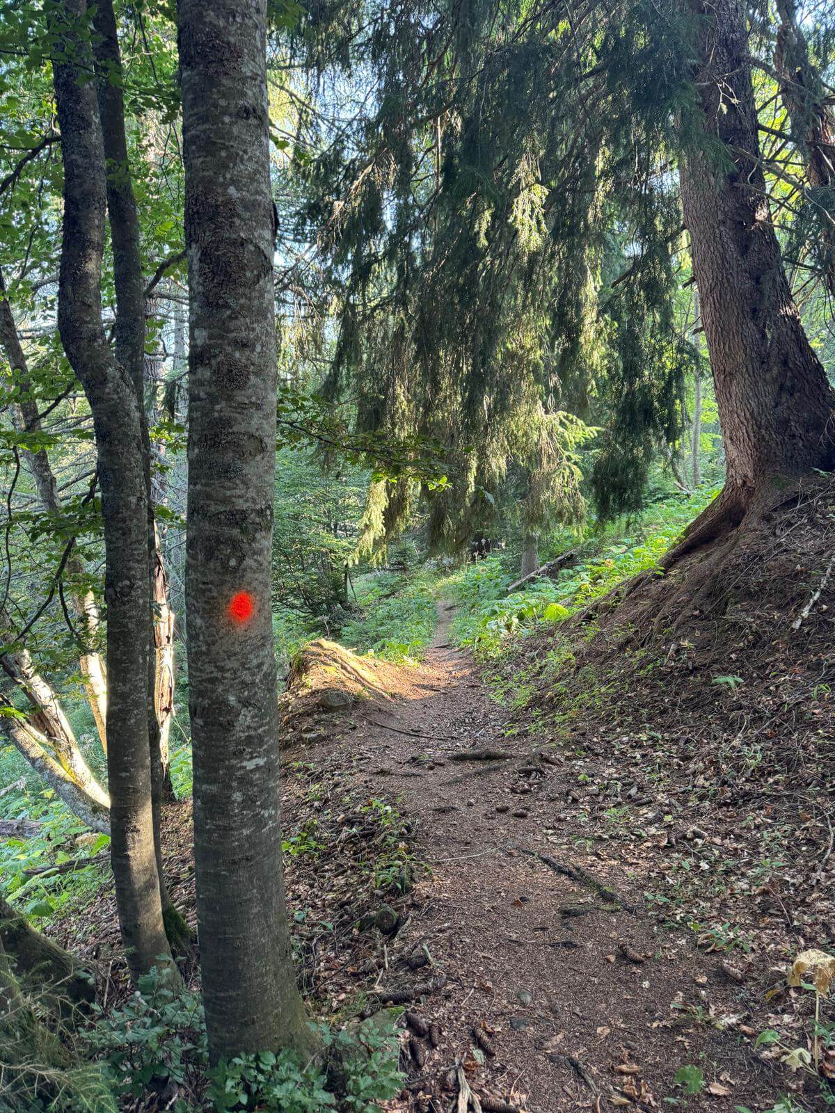 Sentiero selvaggio nel bosco
